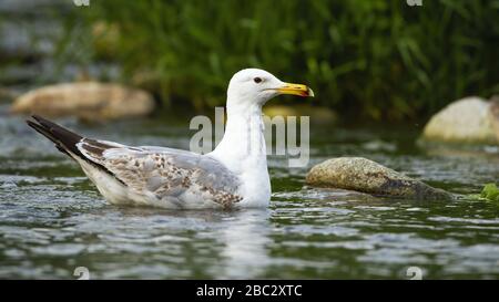 Starke kaspische Möwe schwimmend auf dem Wasser des Stroms zwischen Steinen im Sommer Stockfoto