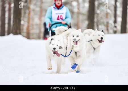 Schlittenhunderennen. Samoyierte Schlittenhunde ziehen einen Schlitten mit Hundemusher. Winterwettbewerb. Stockfoto