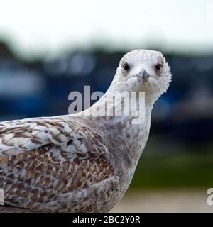Juvenile Heringsmöwen auf dem Boden sehen aus Stockfoto