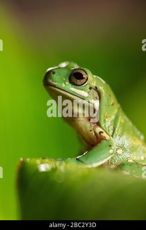 Grüner Frosch auf Blatt nah oben Stockfoto