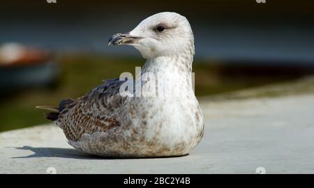 Juvenile Heringsmöwen auf dem Boden sehen aus Stockfoto