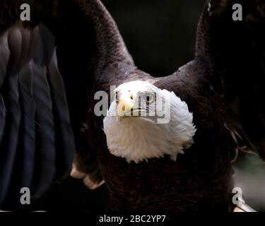 Glatt-Eagle-Vogelperspektive mit schwarzem Kontrasthintergrund, Blick auf den Kopf mit ausgebreiteten Flügeln in seiner Umgebung und Umgebung Stockfoto