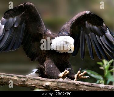 Glatt-Eagle-Vogel-Nahprofil-Ansicht Landung auf einem Ast mit ausgebreiteten Flügeln mit Bokeh-Hintergrund, in seiner Umgebung und Umgebung. Stockfoto