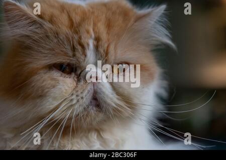 Kater, mürrische Katze Gesicht nah oben, Ingwer Stockfoto
