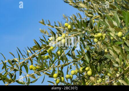 Reife grüne Oliven an den Ästen eines Olivenbaums gegen einen blauen Himmel. Stockfoto