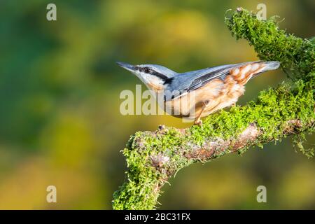 Nuthatch [ Sitta europaea ] auf Mossy-Log Stockfoto