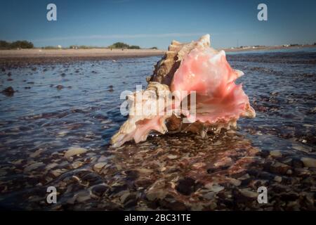 Ein rosafarbenes und weißes Seashell liegt in den felsigen Gewässern vor Alcatraz Island in der Kino Bay, Sonora, Mexiko. Stockfoto