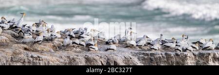 Wunderschönes Panorama, das Vogelnester auf den Klippen mit dem Meer im Rücken zeigt, in der Kolonie Murowai Australasian Gannet entlang des Nordens I. Stockfoto