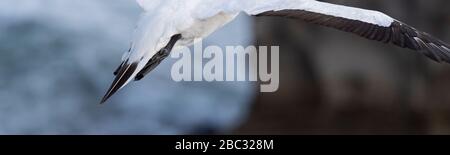 Wunderschönes Panorama-Detail, das die schwarze Schwanzfeder eines australasian Gannets im Flug zeigt, Gefieders beim Gleiten über die Muriwai-Strände, New Zeal Stockfoto