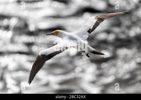 Luftbild oben über dem Gefieders eines erwachsenen australasian Gannets im Flug kontrastiert gegen das Silberpapier wie Reflexionen des Sonnenlichts an sich Stockfoto