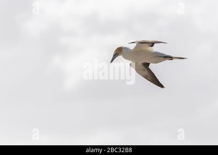 Australasian Gannet im Flug gegen den weißen Himmel, bereit zum Tauchen für Fisch, Neuseeland Stockfoto