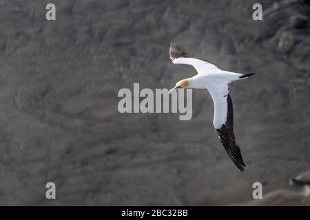 Luftpanorama des fliegenden australasian Gannet im Abendsommerlicht, sein weißes Gefiederchen macht einen schönen Kontrast zu den nassen glänzenden schwarzen Felsen auf Stockfoto