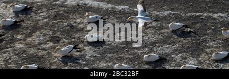 Atemberaubendes Luftpanorama von oben australasian Gannet im Flug, sein GefFederkleid bildet einen Kontrast zur Kolonie ausgewachsener Vögel, die auf schwarzem Felsen nisten Stockfoto