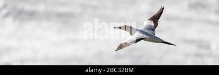 Luftbild oben über dem Gefieders eines erwachsenen australasian Gannets im Flug kontrastiert gegen das Silberpapier wie Reflexionen des Sonnenlichts an sich Stockfoto