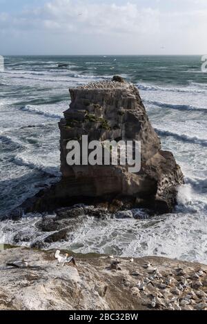 Felsen im Meer in der Gannet-Kolonie am Muriwai Strand entlang der Nordinselküste Neuseelands Stockfoto