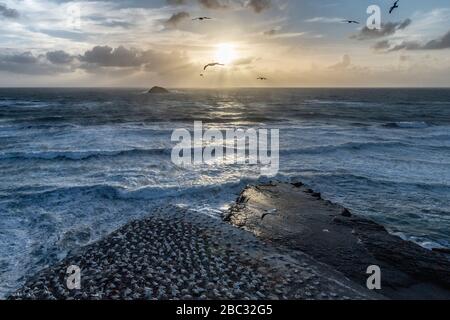 Blick auf die Landschaft bei Sonnenuntergang bei Sonnenaufgang mit herrlichen Sonnenstrahlen über dem Meerwasser, die australasian Gannets zeigen, die über die Gannet-Kolonie bei Muriwai fliegen Stockfoto