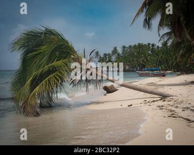 Auf einer karibischen Insel vor Panama ragt eine Solo-Palme in die sanfte Brandung. Ein kleines Fischerboot ruht in der Ferne auf dem weißen Sand. Stockfoto