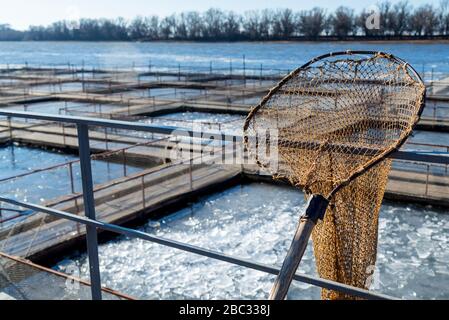 Ein Handnetz zum Schaufeln von Fisch in der Fischfarm. Stockfoto