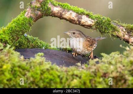 Dunnock [ Prunella modularis ] unter moosbedeckten Holzstämmen Stockfoto