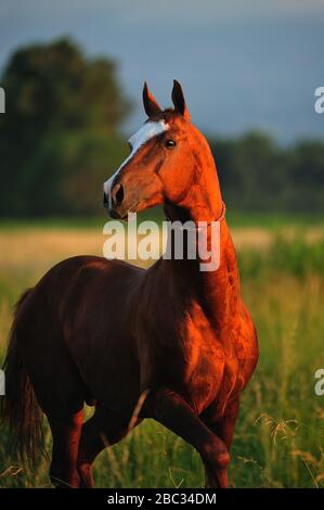Porträt eines kastanienbraunen Akhal Teke-Hengstes, der in den Abendlampen auf dem Feld spazieren ging. Vertikal, Vorderansicht, in Bewegung. Stockfoto