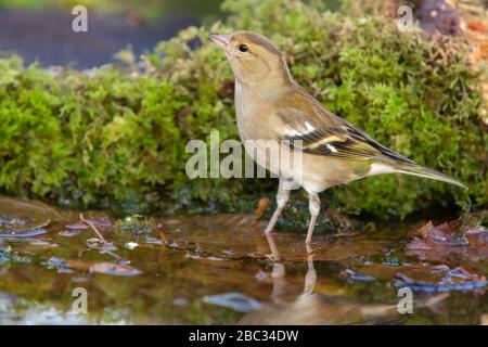 Weibliche Chaffinch [ Fringilla-Koelebs ] im Flachwasser eines Teiches mit teilweiser Reflexion und moosbedecktem Holzeinbauch im Hintergrund Stockfoto