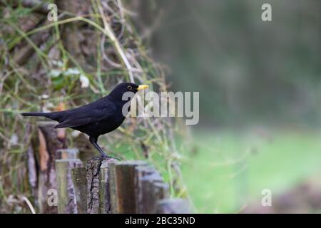 Männlicher Schwarzvogel [ Turdus merula ] steht auf rustikalem Holzgartenzaun Stockfoto