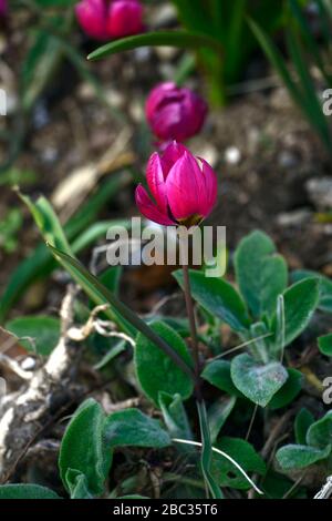 Tulipa humilis var violacea Gruppe schwarze Basis, Arten Tulpe, Tulpen, Miniatur Tulpe, Blumen, Blüte, Frühlingsgarten, RM Blumen Stockfoto