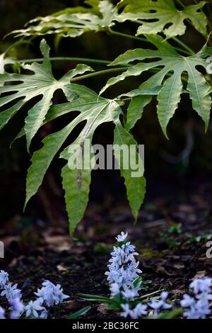 Fatsia Polycarpa Needham's Form, Blätter, Laub, sibirischer Tintenbehälter, Scilla siberica, blaue Blumen, Blüte, Frühlingskarten, Gärten, RM Floral Stockfoto