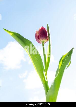Rote Tulpe mit pinkfarbenen Streifen von unten fotografiert. Kopieren Sie Speicherplatz für Ihren Text Stockfoto