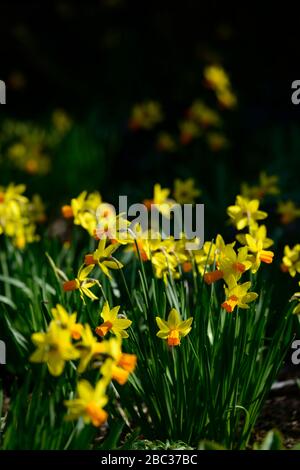 Narcissus cyclamineus jetfire,gelbes Narkodil,Narzissen,orangefarbene Trompeten,orangefarbene Trompete,Garten,Gärten,RM Floral Stockfoto