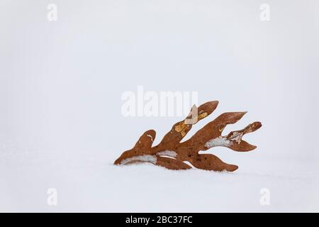 Weiße Eiche, Quercus alba, Blatt im Winter, vom Baum auf Schnee, Kanadische Seen, Michigan, USA heruntergeblasen Stockfoto
