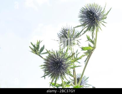 Seedheads der fullers Karde unter blauem Himmel. Trockene Blumen von Dipsacus fullonum, Dipsacus sylvestris, ist eine Art aus der blühenden Pflanze bekannt durch die Gemeinsame Stockfoto