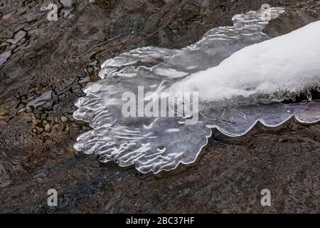 Eis sammelt sich bei einem Zauber des kalten Wetters an Ästen und Baumstämmen im Chippewa River, Deerfield Nature Park, Mount Pleasant, Michigan, U Stockfoto