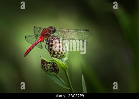 Eine Ruby-Meadowhawk-Dragonfly beobachtet den Seeufer beim Scotts Run Stockfoto