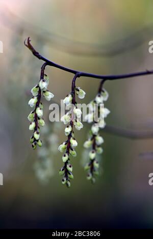 Stachyurus chinensis, chinesische Stachyurus, glockenförmige Blumen, glockenförmige Blumen, blassgelbe Blumen, Raceme, Racemes, Frühlingskarten, RM-Blumenmuster Stockfoto