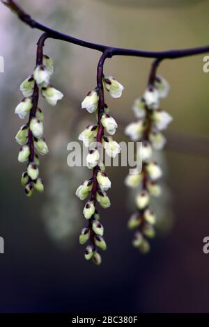 Stachyurus chinensis, chinesische Stachyurus, glockenförmige Blumen, glockenförmige Blumen, blassgelbe Blumen, Raceme, Racemes, Frühlingskarten, RM-Blumenmuster Stockfoto