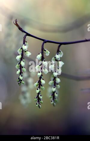 Stachyurus chinensis, chinesische Stachyurus, glockenförmige Blumen, glockenförmige Blumen, blassgelbe Blumen, Raceme, Racemes, Frühlingskarten, RM-Blumenmuster Stockfoto