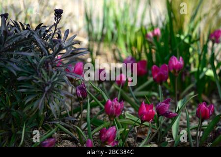 Tulipa humilis var violacea Gruppe schwarze Basis, Arten Tulpe, Tulpen, Miniatur Tulpe, Blumen, Blüte, Frühlingsgarten, RM Blumen Stockfoto