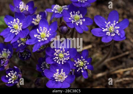 Gartenhepatika Anemone hepatica (gewöhnliche Hepatica, Leberwurt, Kidneywort, Pennywort), Hepatica enthüllte im Frühjahr im Garten. Stockfoto