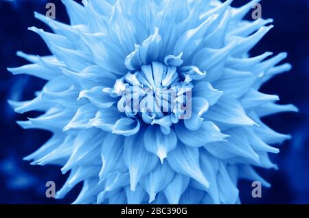 Blume in trendiger blauer Farbe, Farbkonzept des Jahres, klassisches Blau Stockfoto