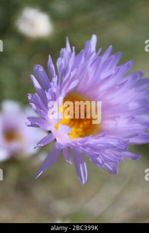 Eleganz und Schönheit gehen von dieser einheimischen südlichen Mojave-Wüste im Joshua Tree National Park, Mojave Aster, Xylorhiza Tortifolia, aus. Stockfoto