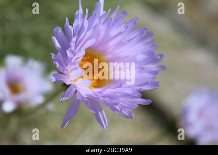 Eleganz und Schönheit gehen von dieser einheimischen südlichen Mojave-Wüste im Joshua Tree National Park, Mojave Aster, Xylorhiza Tortifolia, aus. Stockfoto