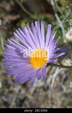 Eleganz und Schönheit gehen von dieser einheimischen südlichen Mojave-Wüste im Joshua Tree National Park, Mojave Aster, Xylorhiza Tortifolia, aus. Stockfoto