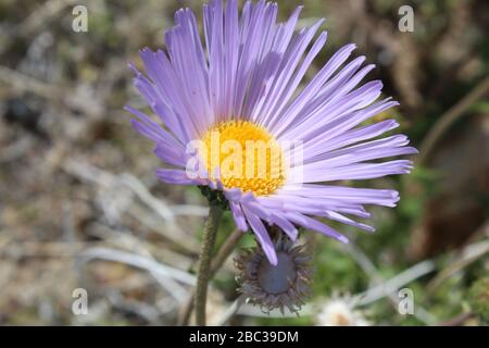 Eleganz und Schönheit gehen von dieser einheimischen südlichen Mojave-Wüste im Joshua Tree National Park, Mojave Aster, Xylorhiza Tortifolia, aus. Stockfoto