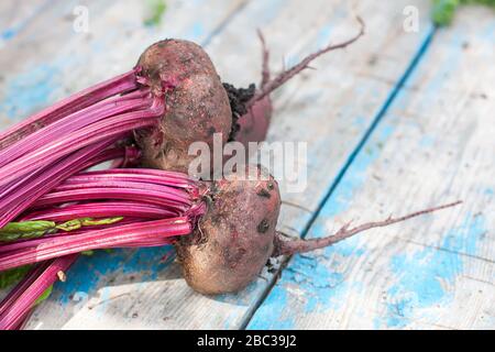 Frische organische Rüben mit Erde, mit Oberteilen auf altem Holztisch, selektiver Fokus. Natürliches Tageslicht. Stockfoto