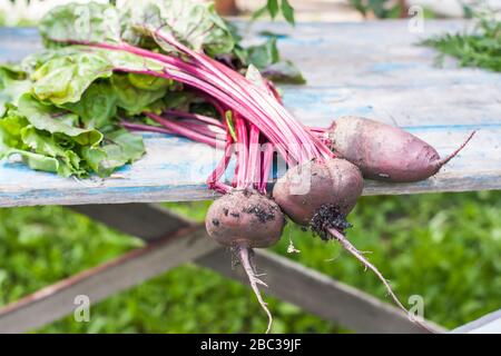 Frische organische Rüben mit Erde, mit Oberteilen auf altem Holztisch, selektiver Fokus. Natürliches Tageslicht. Stockfoto