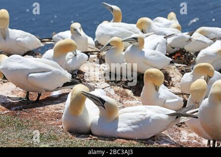 Gannet-Kolonie auf der deutschen Insel Helgoland Stockfoto