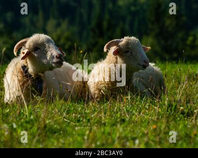 Zwei Scheichen, die auf der Wiese liegen und ruhen. Stockfoto