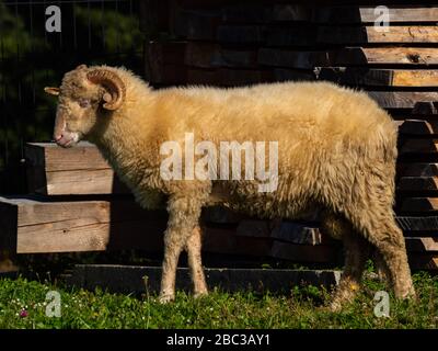 Schöne Schafe, die in der Sonne stehen. Stockfoto