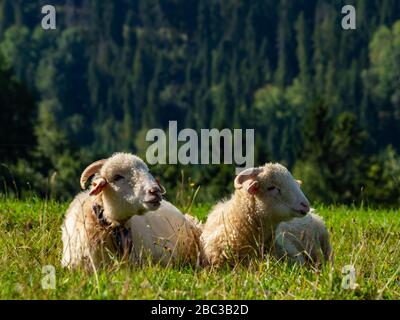 Zwei Scheichen, die auf der Wiese liegen und ruhen. Stockfoto